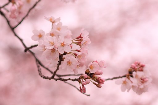 今日の桜