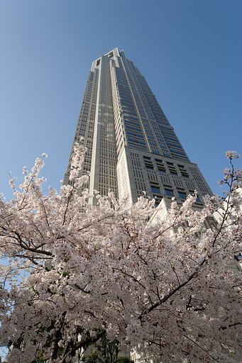 都庁の春