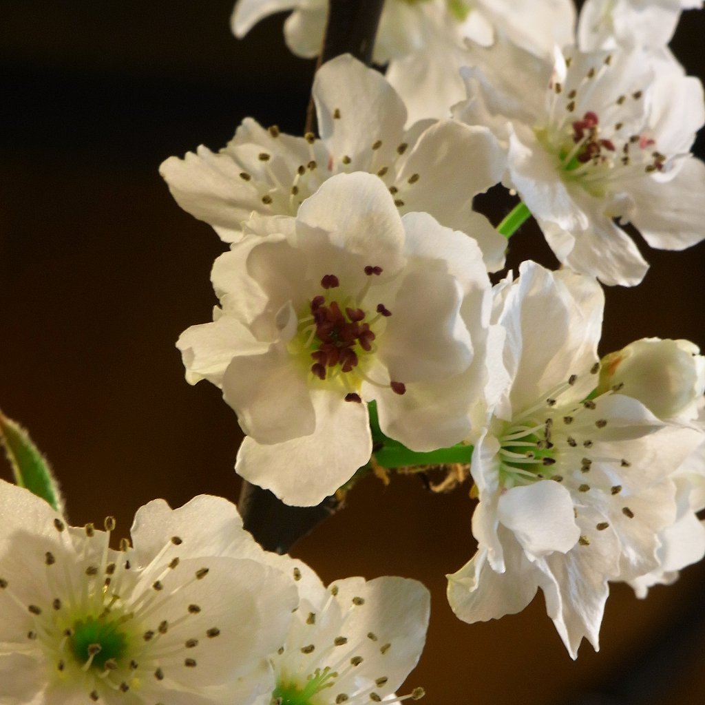雌花と雄花