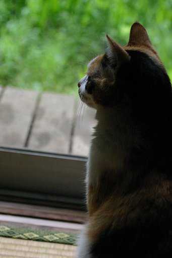 猫は猫を想う