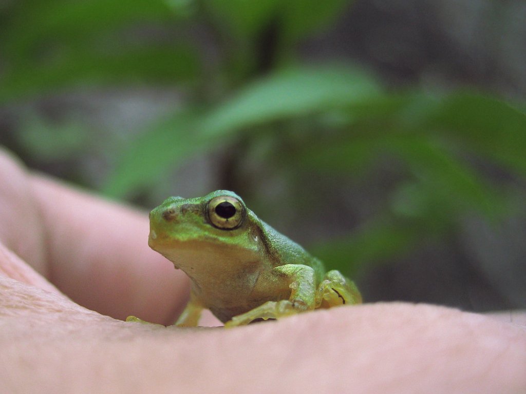 里山のアマくん