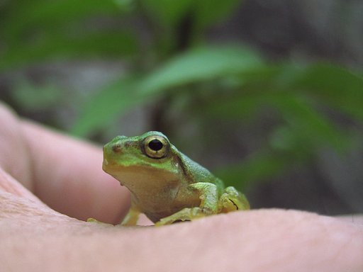里山のアマくん