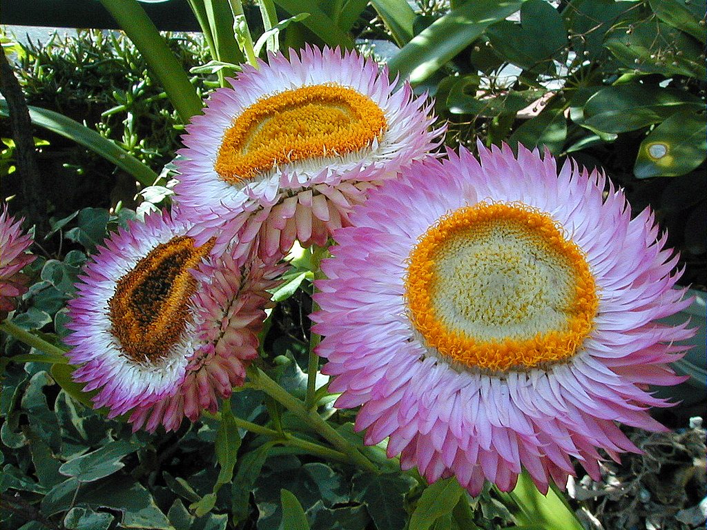 花の生涯