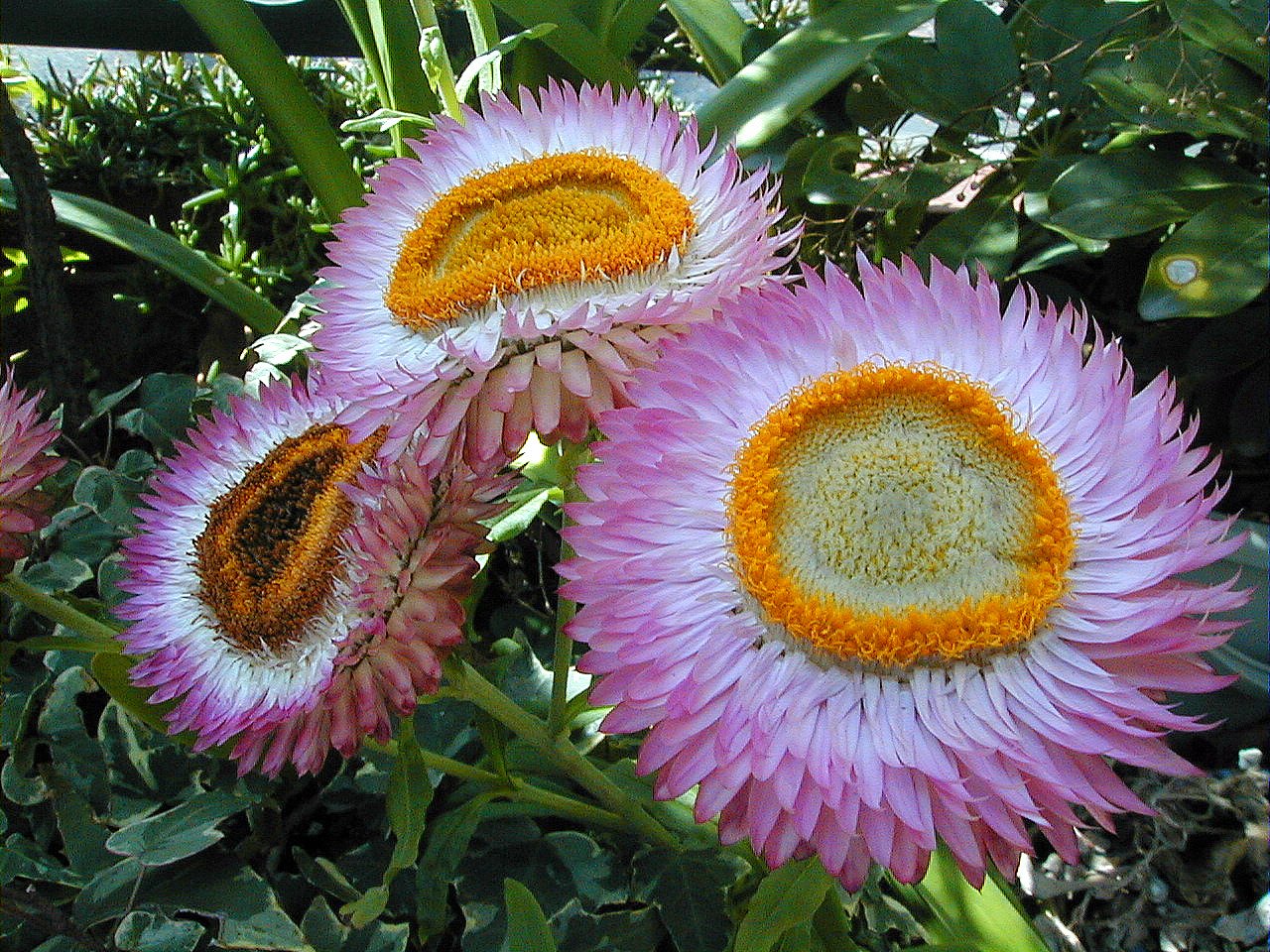 花の生涯