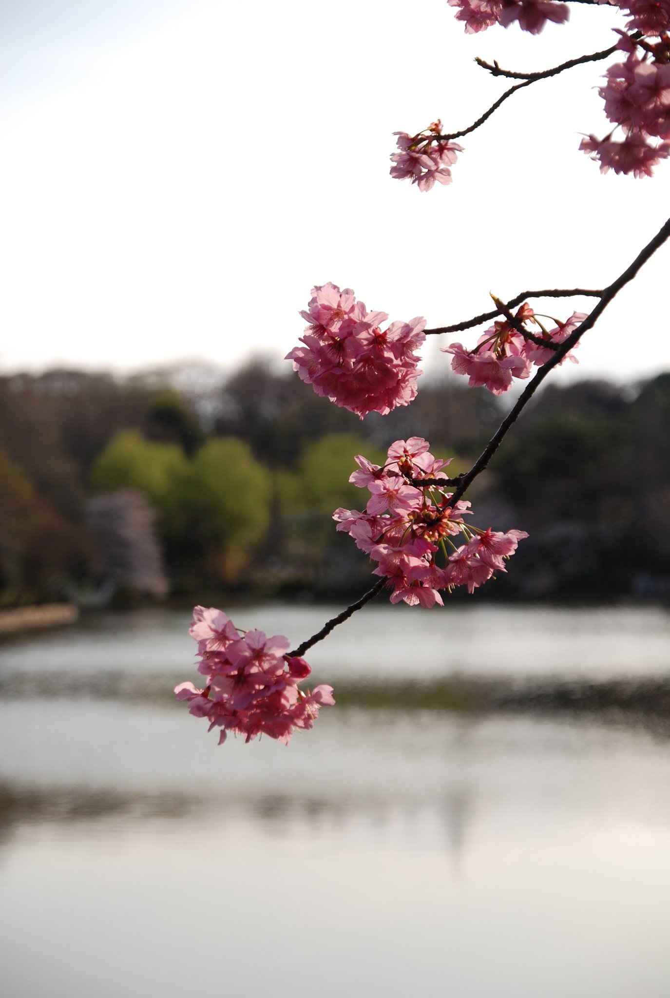 横浜緋桜