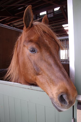 馬です