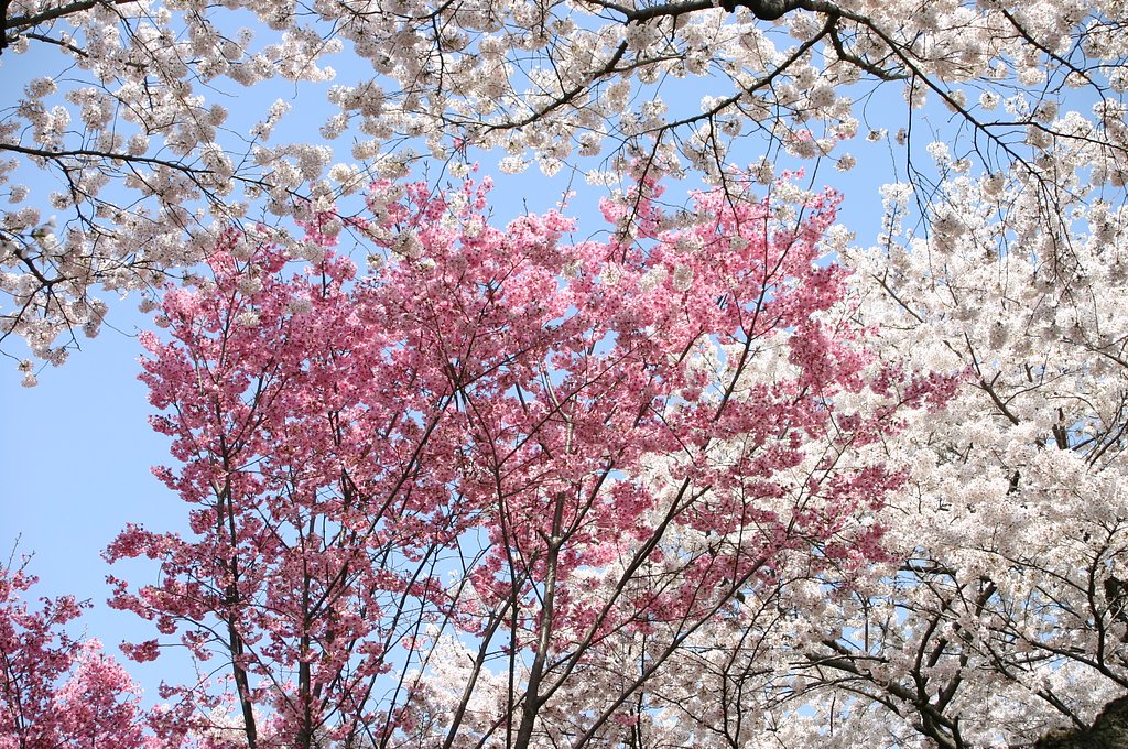 競演〜昭和記念公園にて