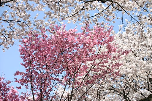 競演〜昭和記念公園にて