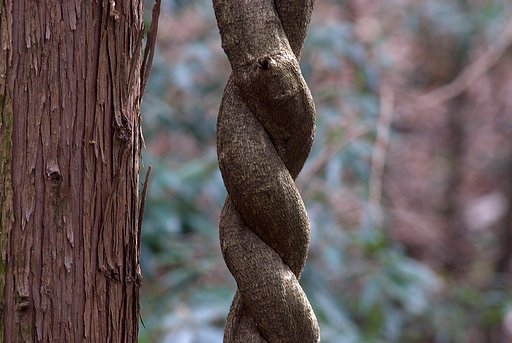 「自然」なぜにこんなにねじれる？