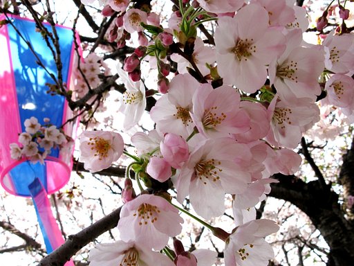 お花見に行ってきました。