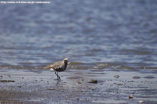 干潟の鳥・・これが悩む?