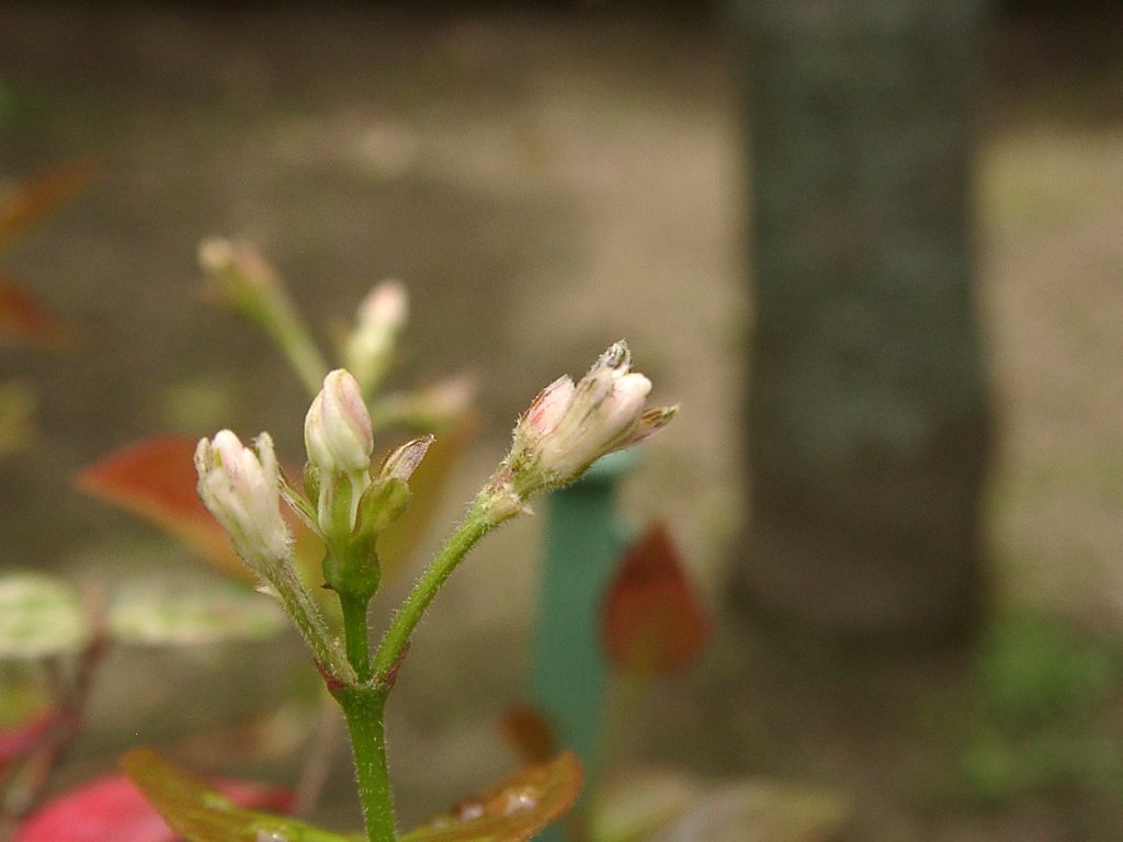 今年も