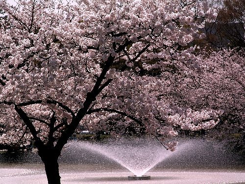 名城公園・春２００５