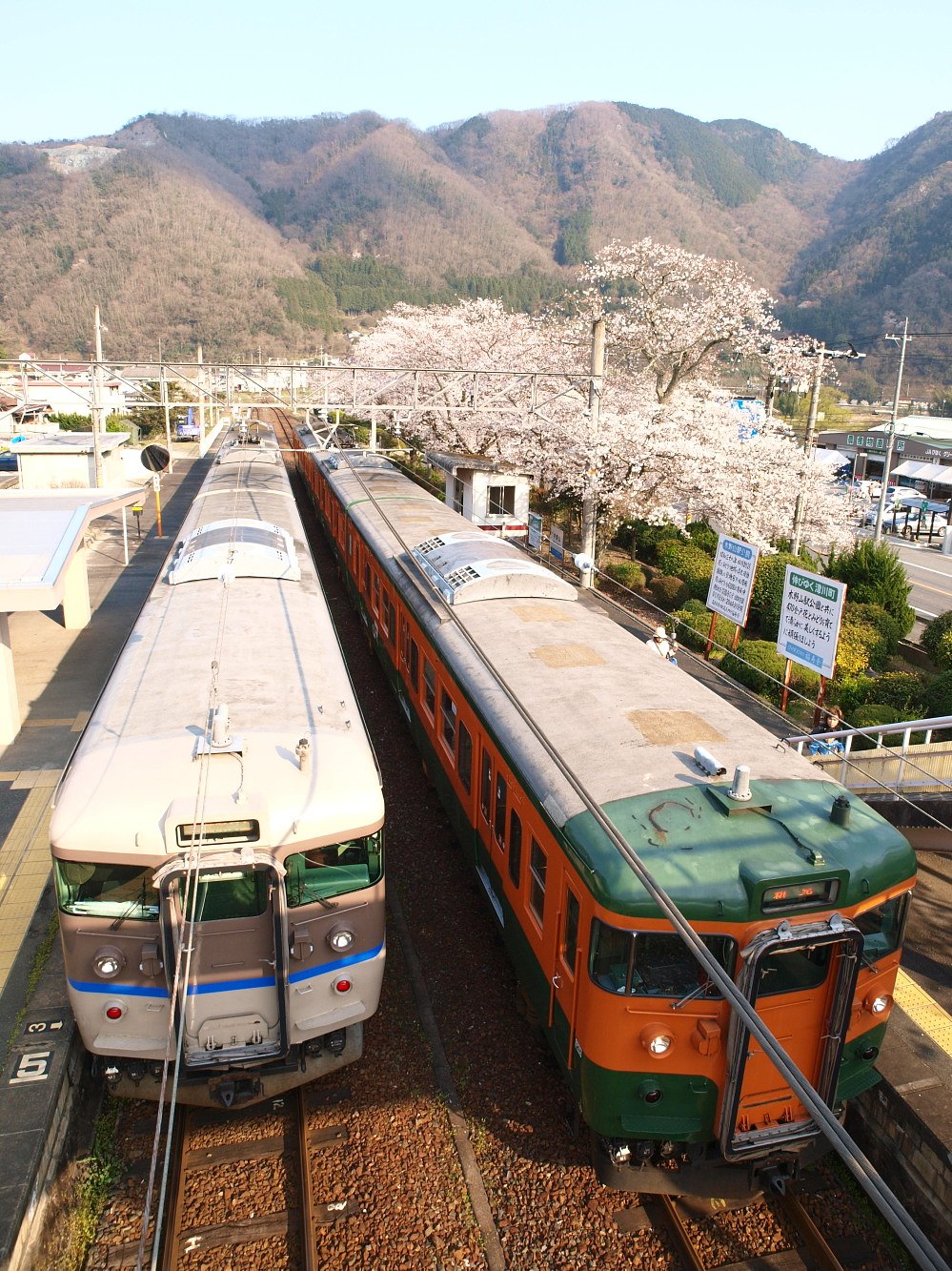 桜と普通列車と
