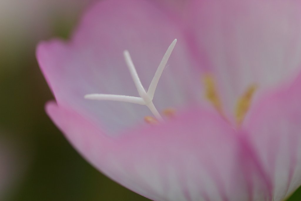 桃色吐息