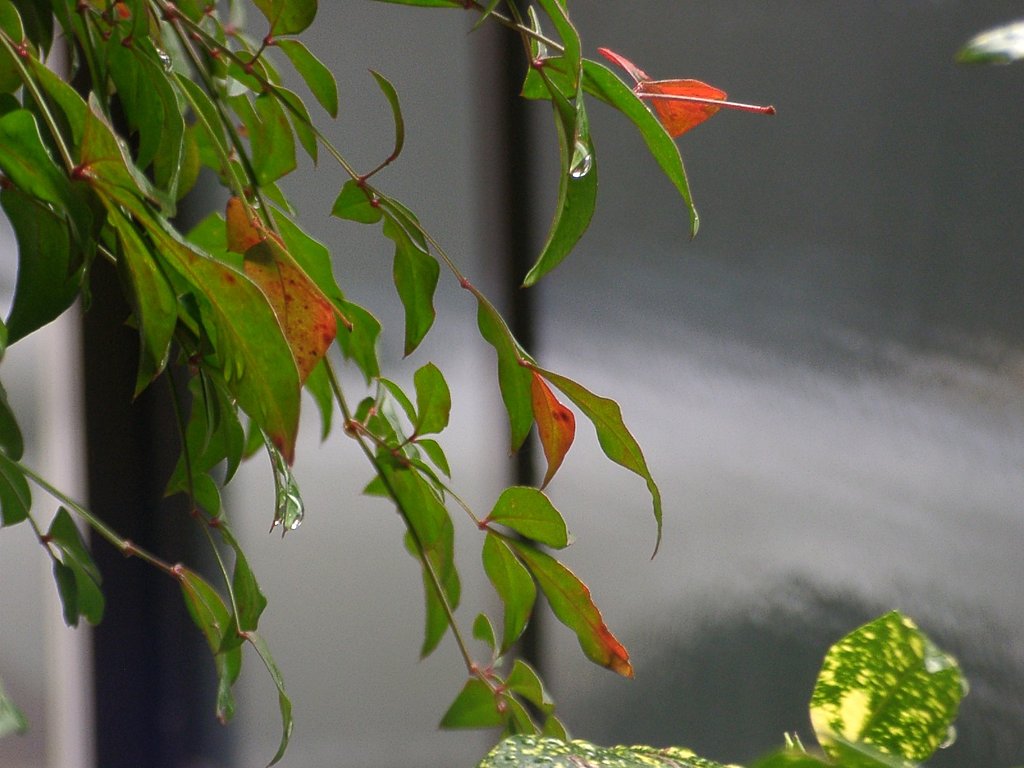 雨滴