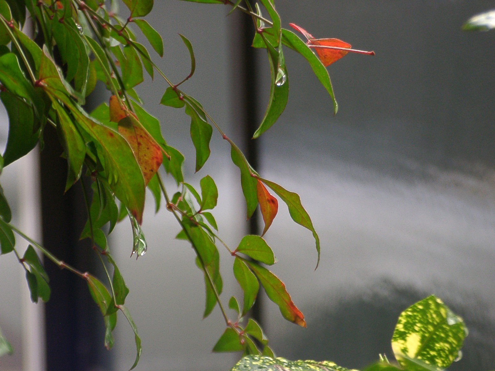 雨滴