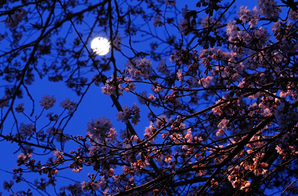 夜桜