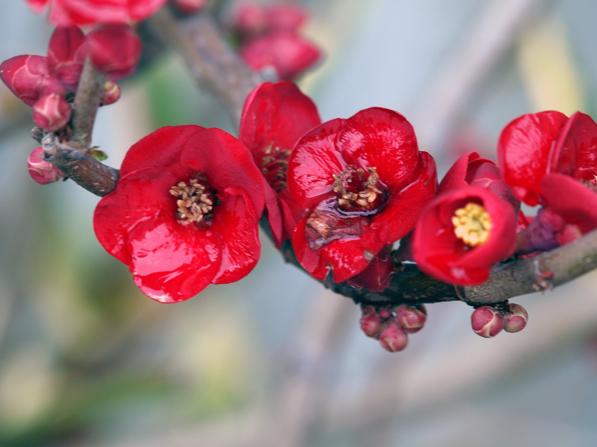 ボケの花