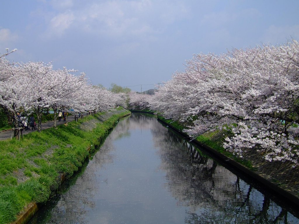 海老川の桜