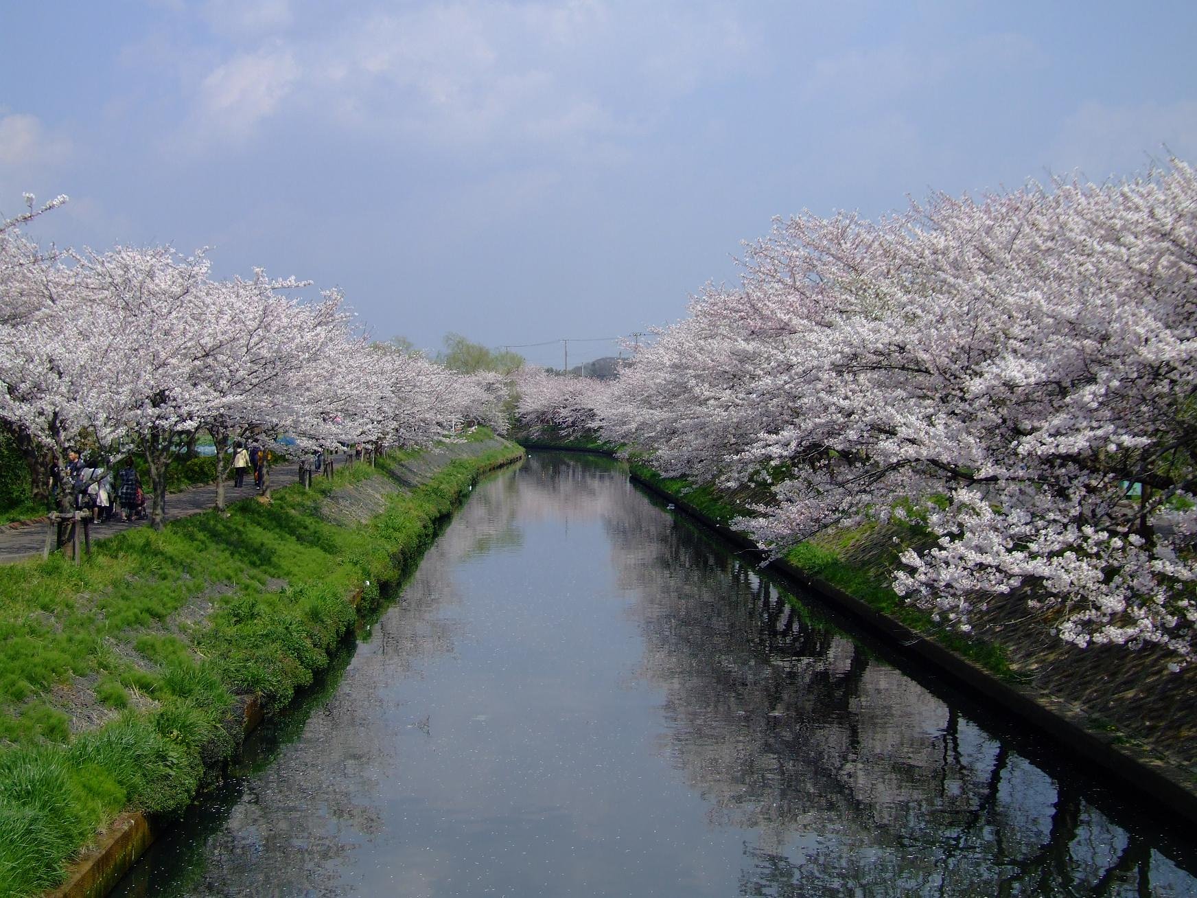 海老川の桜