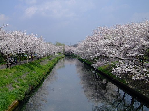 海老川の桜