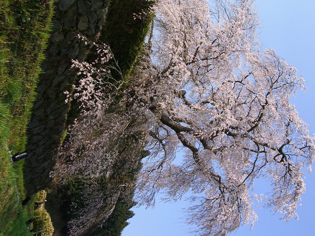 【桜】奈良遠征【宇陀】