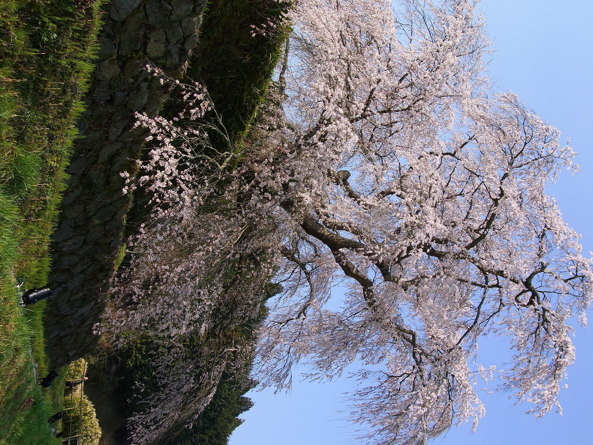 【桜】奈良遠征【宇陀】