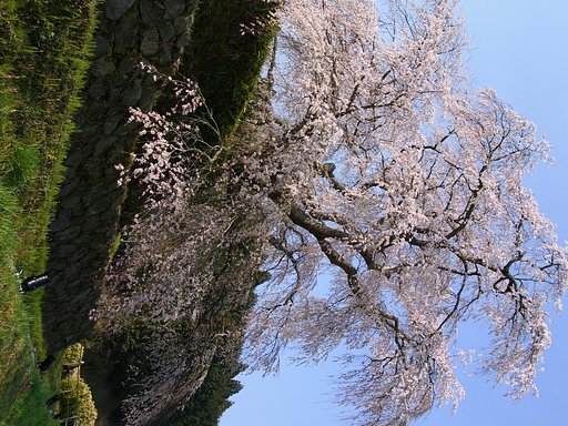 【桜】奈良遠征【宇陀】