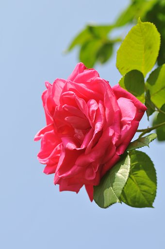 バラと青空です。