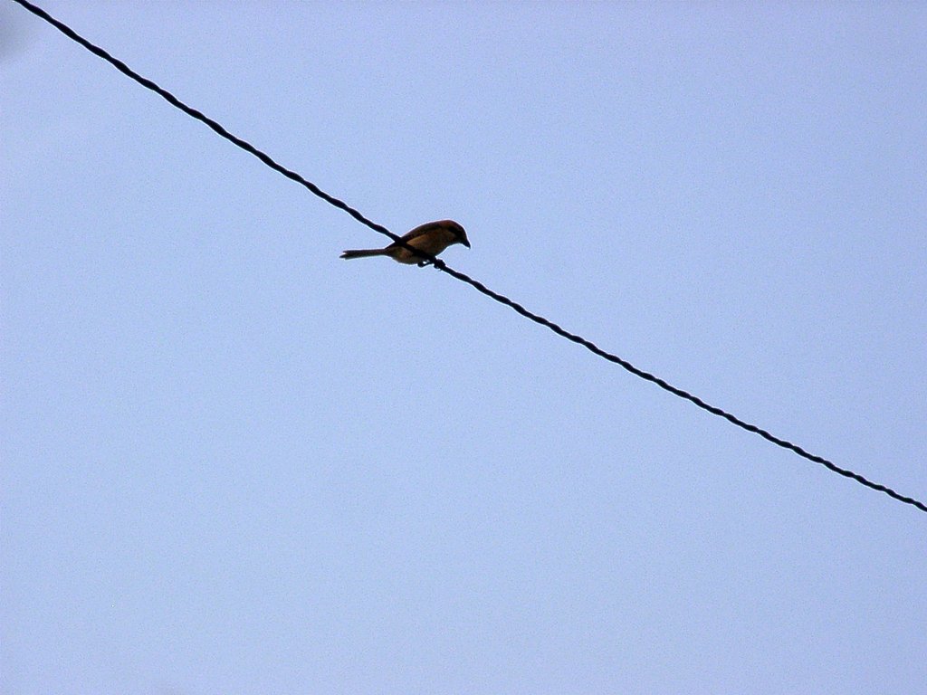 食後