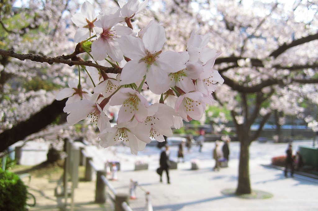 中之島図書館前、桜道