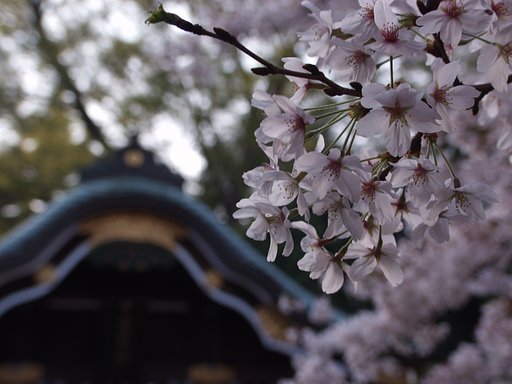 境内の桜