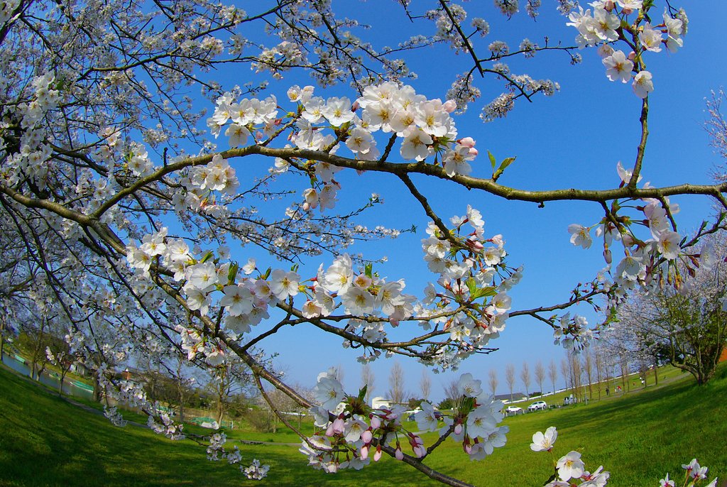 魚眼で見た桜