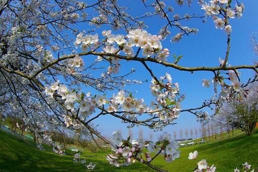 魚眼で見た桜