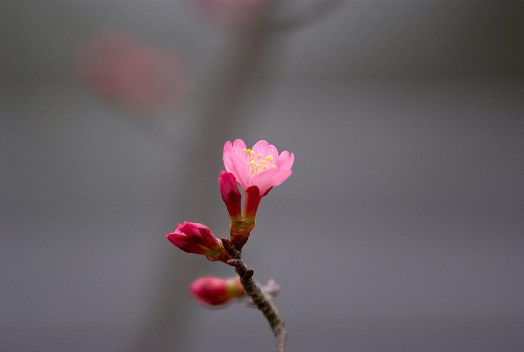 「自然」春の足音
