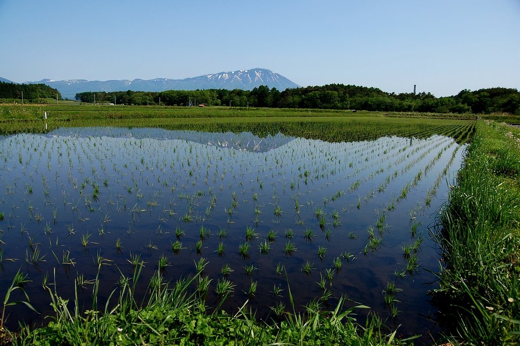 田んぼと岩手山