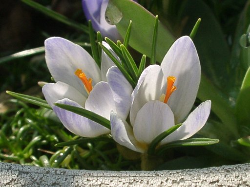 クロッカスの花