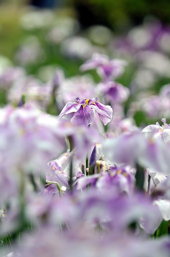 花菖蒲
