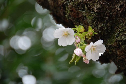 光　桜