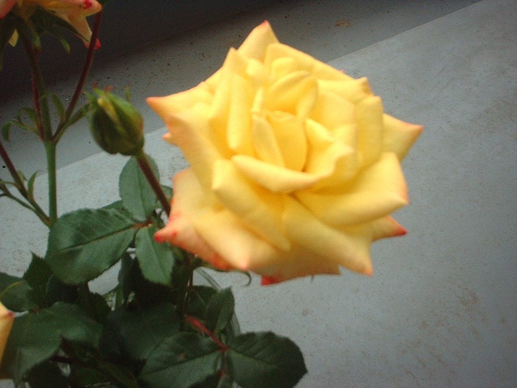 薔薇♪