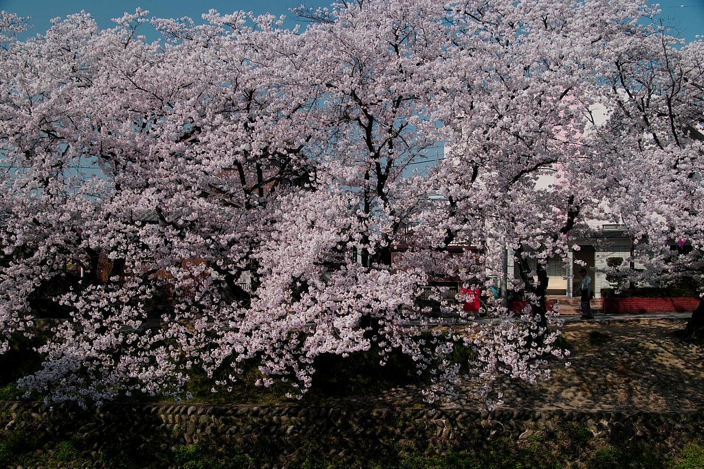 満開