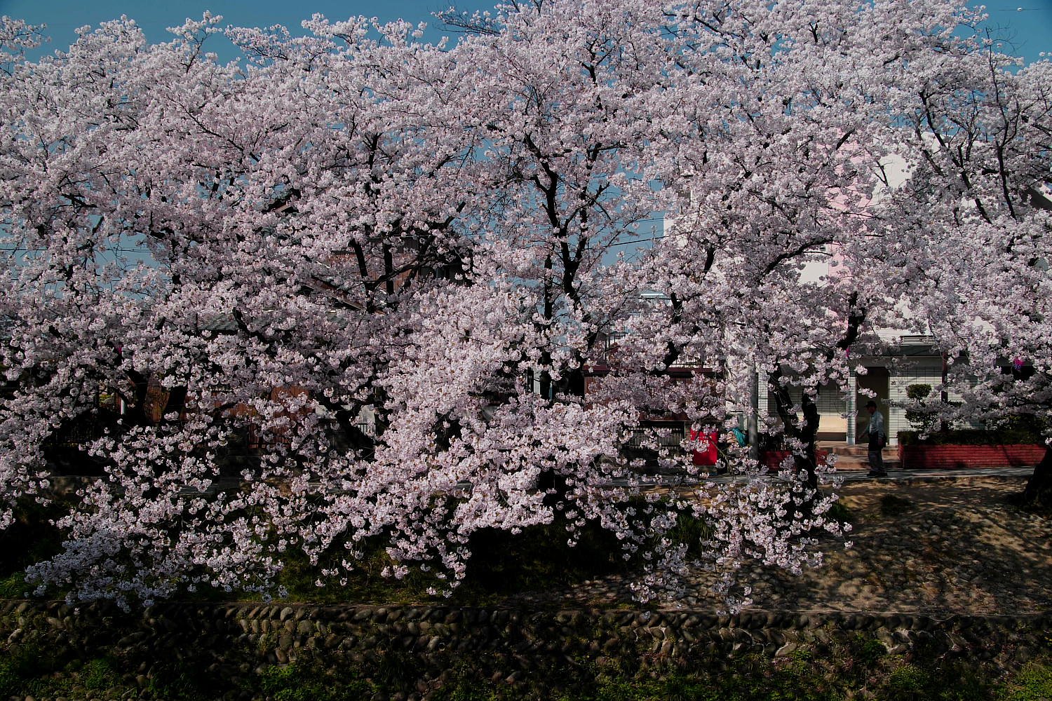 満開