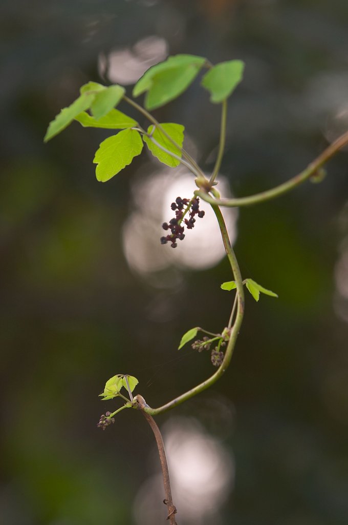 アケビの花