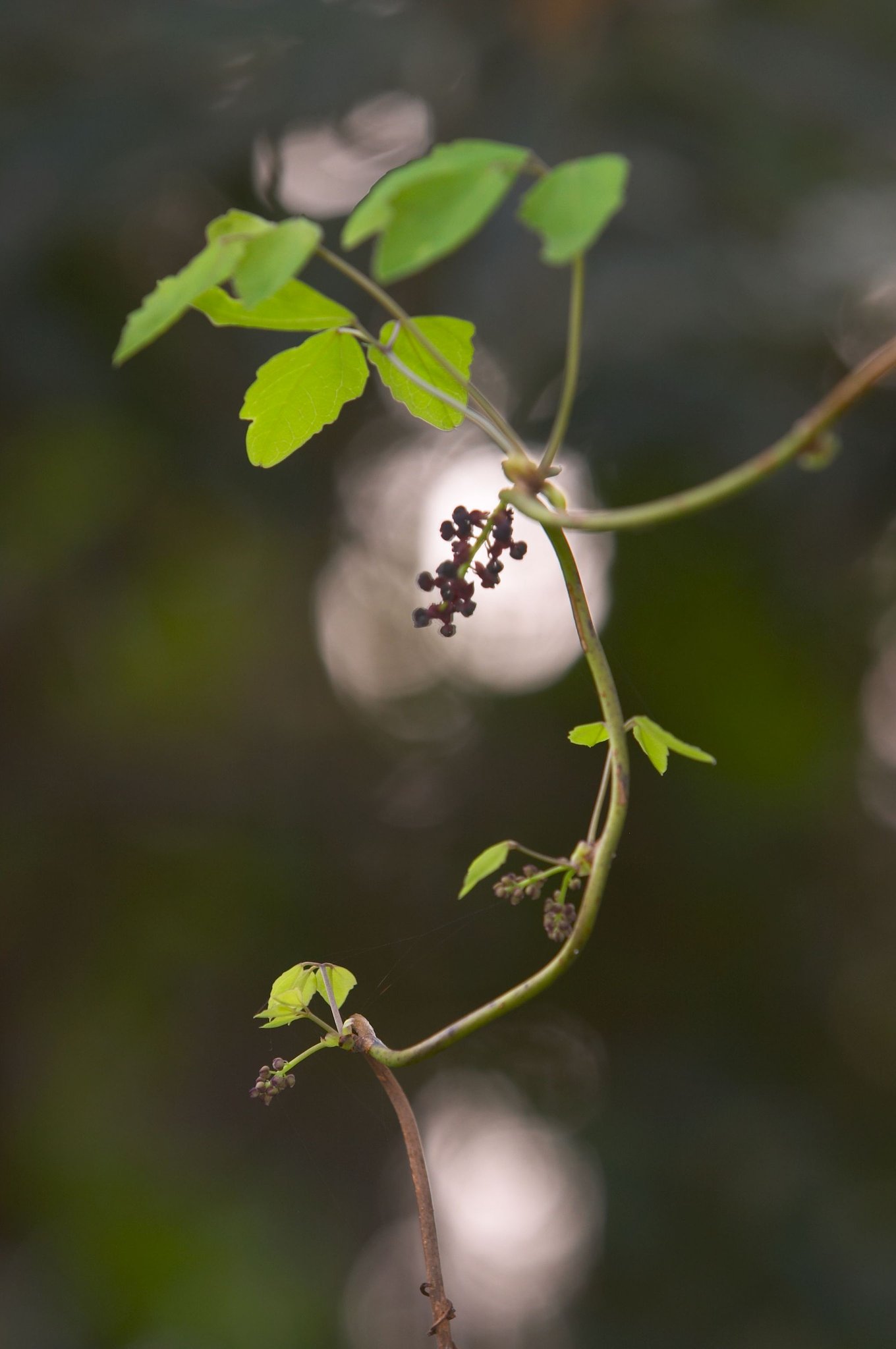 アケビの花