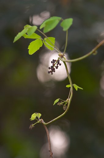 アケビの花