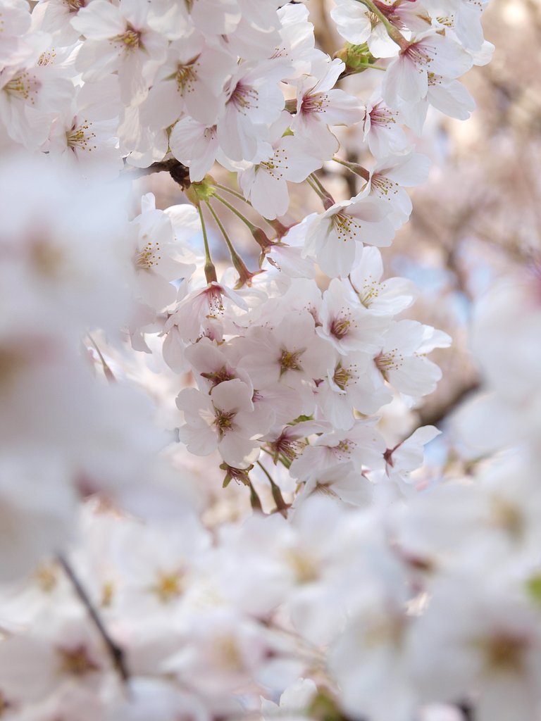 桜の渦