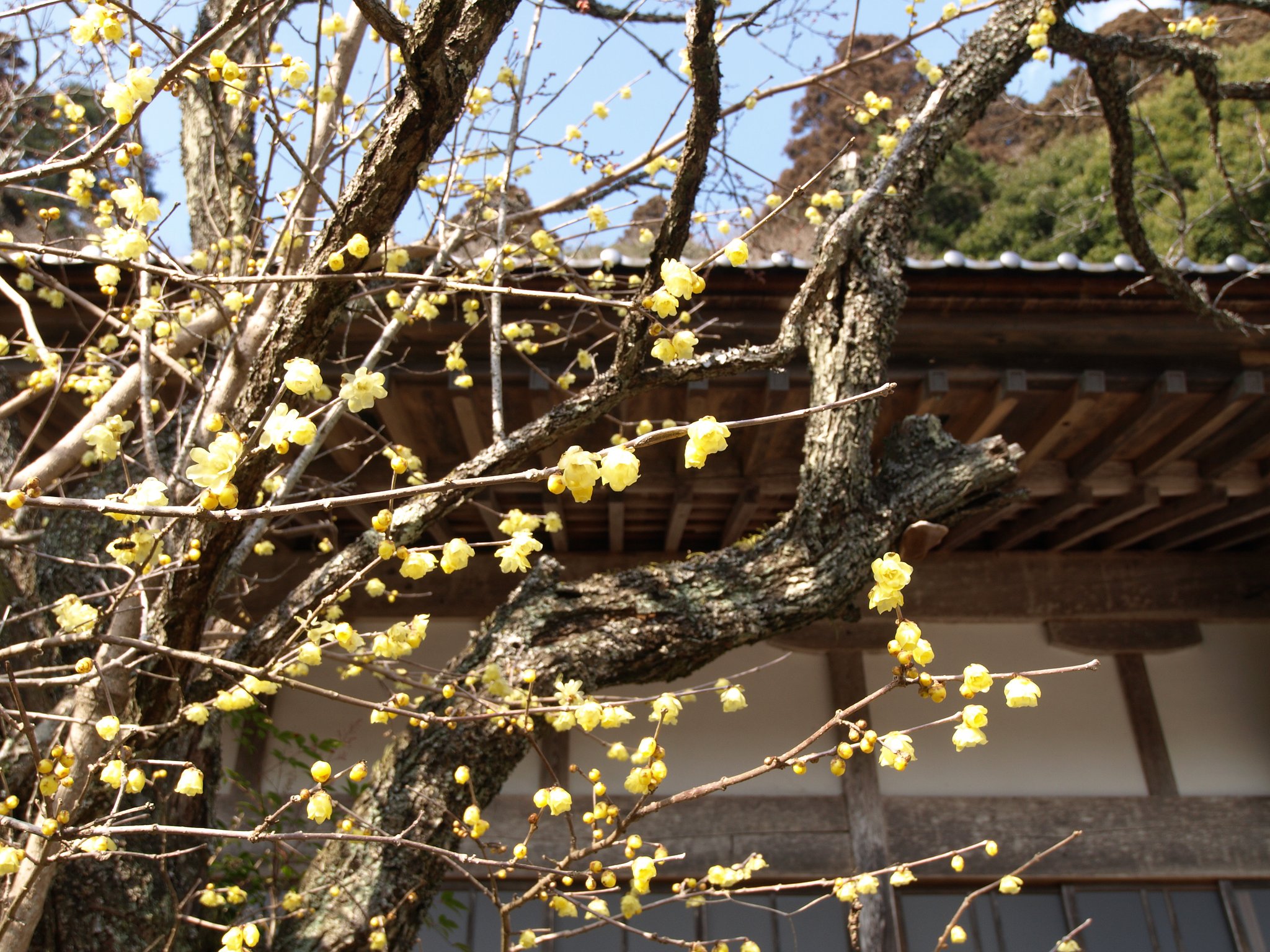 香りに誘われて