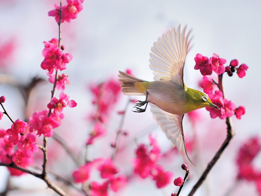 春の訪れ