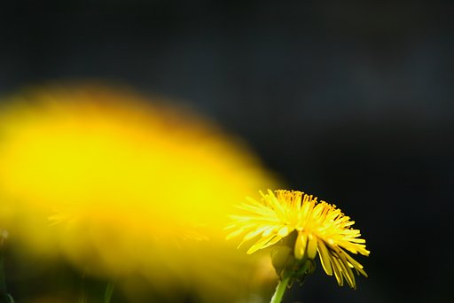 【彩】蒲公英